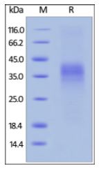 Cynomolgus PD-1, His Tag on SDS-PAGE under reducing (R) condition. The gel was stained overnight with Coomassie Blue. The purity of the protein is greater than 95%.